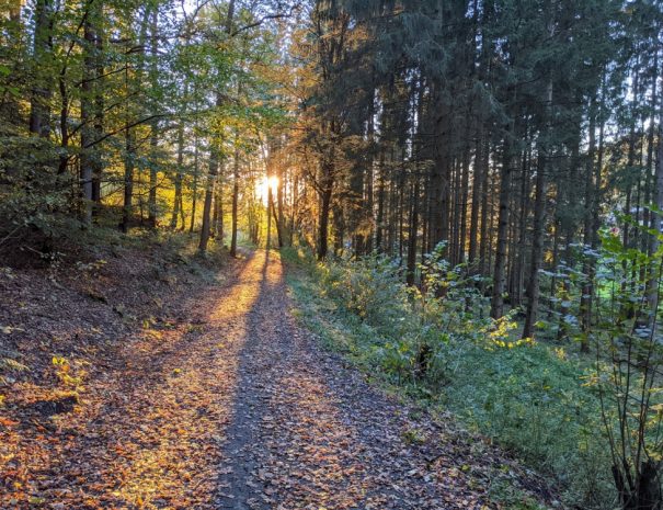 Wald in Gold und Grün