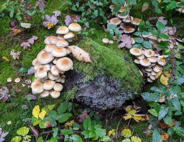 Herbstwald